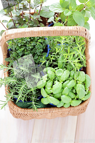 Image of basket of herbs