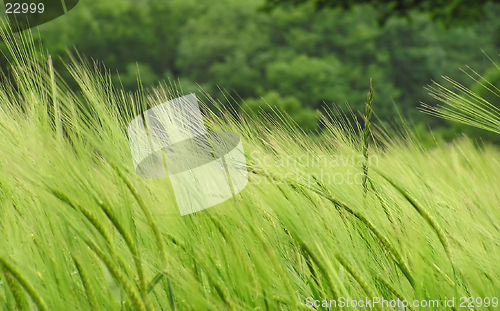 Image of Barley