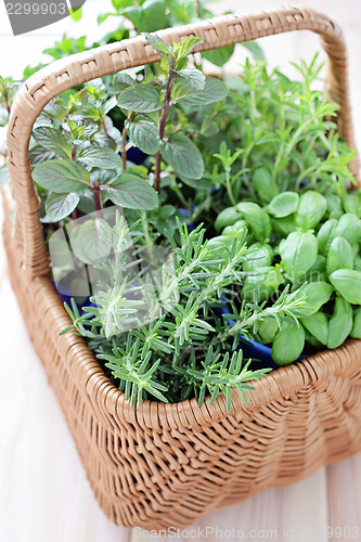 Image of basket of herbs