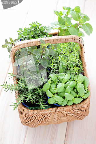 Image of basket of herbs