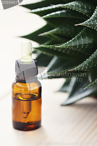 Image of aloe vera essential oil