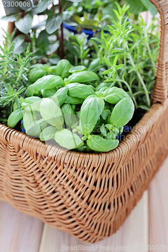 Image of basket of herbs