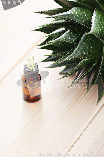 Image of aloe vera essential oil