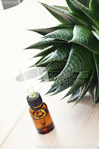 Image of aloe vera essential oil