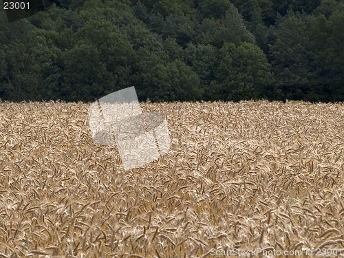 Image of Barley