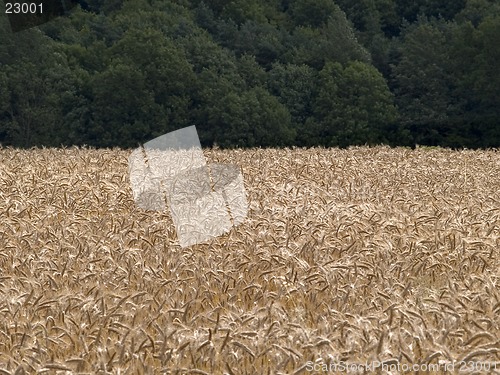 Image of Barley