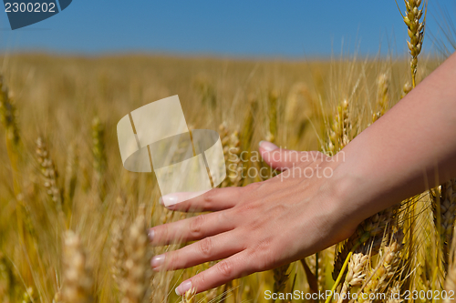 Image of hand in wheat field