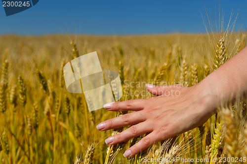 Image of hand in wheat field