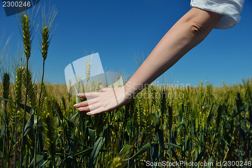 Image of hand in wheat field