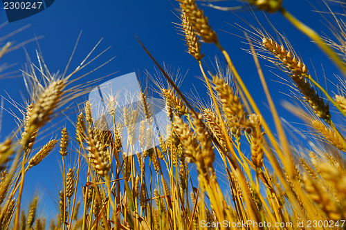 Image of wheat field with blue sky in background