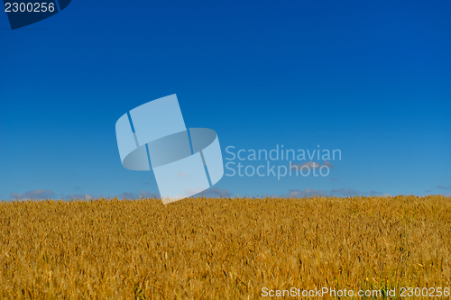 Image of wheat field with blue sky in background