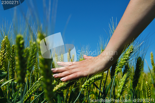 Image of hand in wheat field