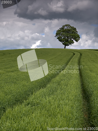 Image of Barley Field