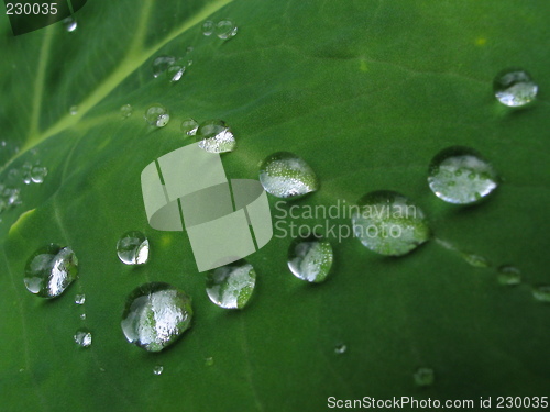 Image of Rain drops on a leaf