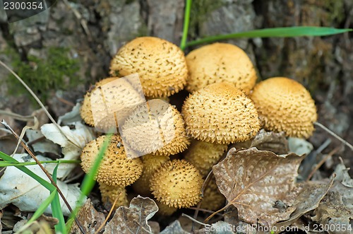 Image of Shaggycap mushrooms (Pholiota squarrosa)