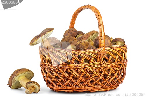 Image of Basket with cepe mushrooms