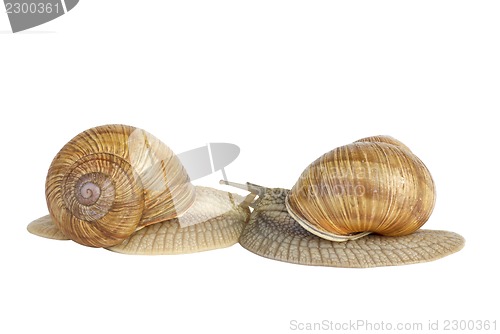 Image of Pair of  snails kissing each other