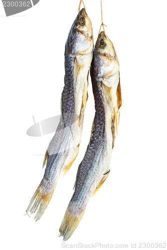 Image of Salted mullet fishes on the white background