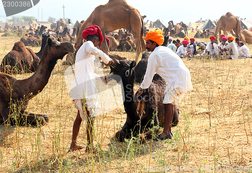 Image of Pushkar Camel Fair - sellers of camels during festival