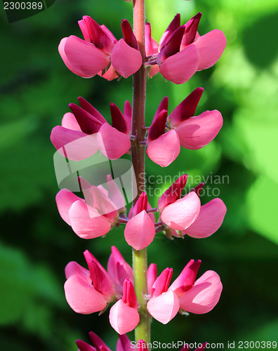 Image of pink lupine flower macro