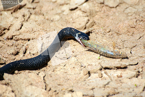 Image of small adder snake with fish