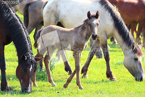 Image of horses and foal grazing on pasture