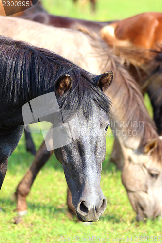 Image of horses grazing on pasture