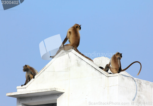 Image of entellus monkeys on building top in India