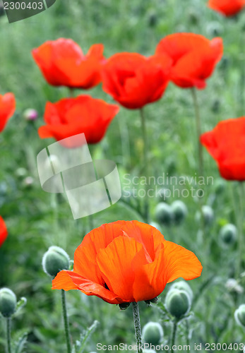 Image of red poppy flowers in field