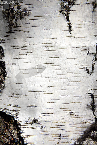 Image of birch trunk bark