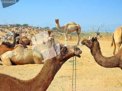 Image of group of camels during festival in Pushkar