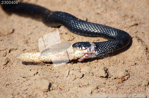 Image of small adder snake with fish