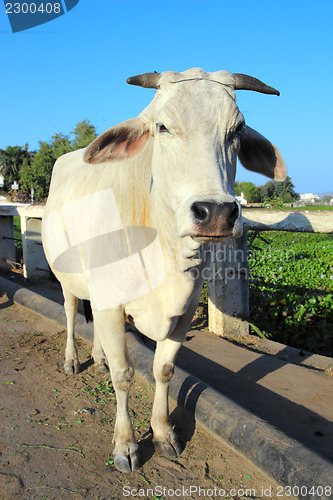 Image of indian white cow