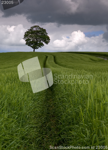 Image of Among the fields of Barley