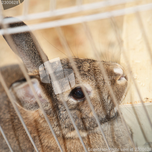 Image of Bunny rabbit in a cage