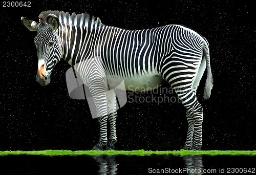 Image of zebra