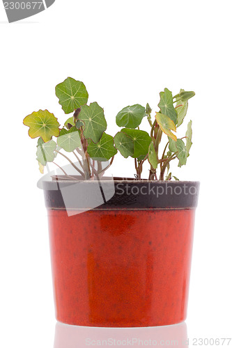 Image of Nasturtium leafs in pot