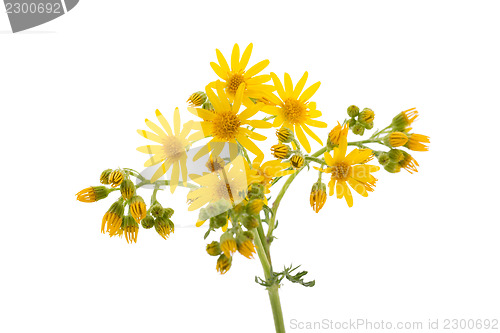 Image of Yellow wild flowers
