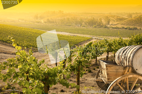 Image of Grape Vineyard with Old Barrel Carriage Wagon
