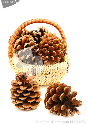 Image of Pine cones.