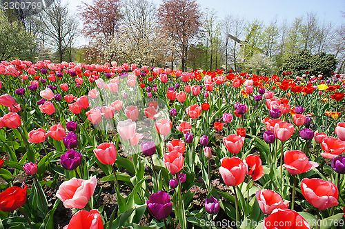 Image of Holland windmills and field of tulips