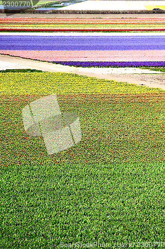 Image of Holland tulip fields