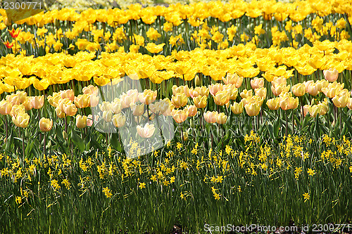 Image of Holland tulip fields