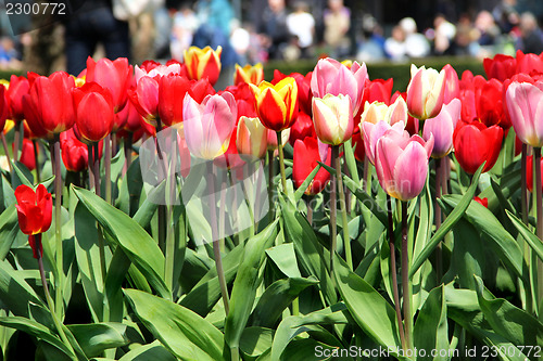 Image of Holland tulip fields