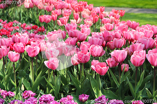 Image of Holland tulip fields