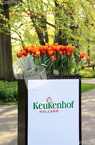 Image of Park Keukenhof, Holland