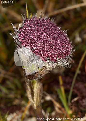 Image of Sayania monstrosa