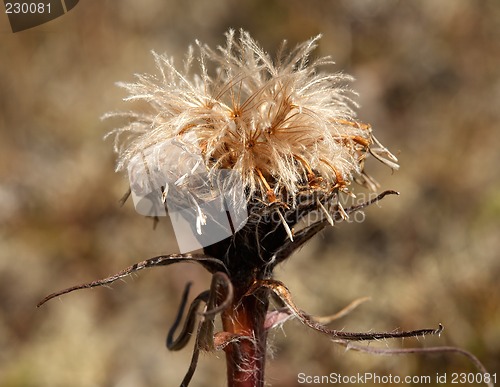 Image of Sausurea alpina