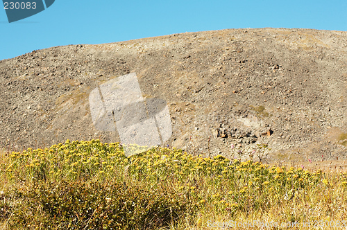 Image of Rhodiola rosea in natual environment