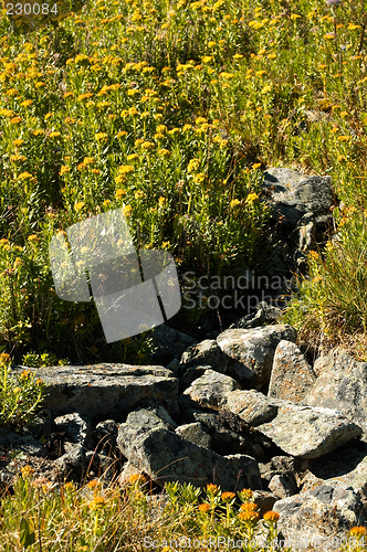 Image of Rhodiola rosea in natual environment